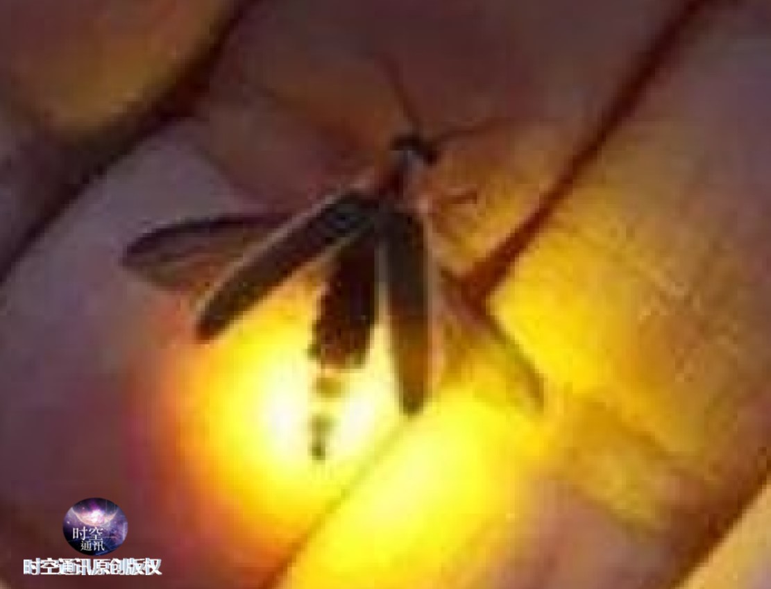 萤火虫为什么会发光 也是发射电磁波和光子吗